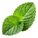 —Pngtree—mint leaf_18122316
