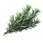 —Pngtree—rosemary plant leaveas_16403524